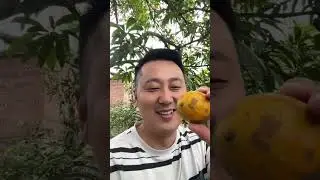 卖掉哈尔滨房子定居西双版纳，选择一套农村小院进行改造，准备把果园承包下来！你猜需要多少钱
