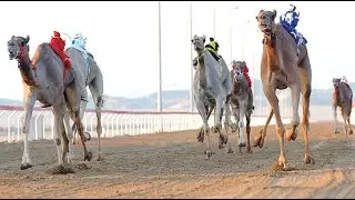 عيادة الروضة البيطرية AL RODAH VET CLINIC