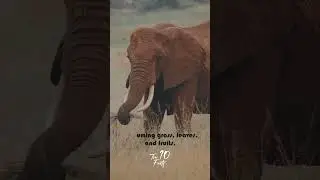 Ten fascinating facts about Elephants #knowledge #education #tenfacts #elephant