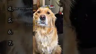 Ranking The Best Smiling Dogs ☺️🐶