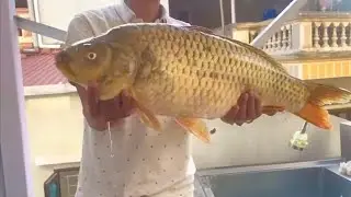 giant carp grilled with salt#food #mukbang #fishing #cooking //chef earns
