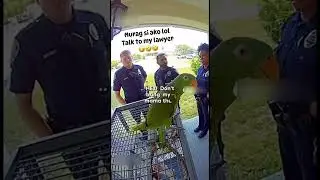 Parrot knows everything🦜 #funnyanimals #parrot #birds #funnyshorts #funny #funnypets #parrots