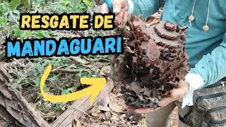 Resgate de Mandaguari preta(scaptotrigona postica)