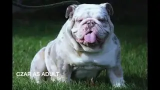 Lilac Tri Merle English Bulldog Male 3 weeks  www.jbbullies.com