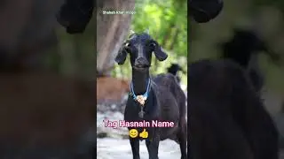 Tag Hasnain Name wali Video ❤️😊 | Shahab Khan Vloger&trade; | #ytshorts #shorts #trending #explore #ai