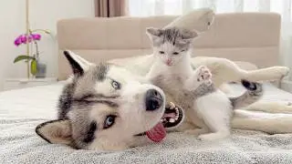 Fearless Kitten Attacks Giant Husky… You Won’t Believe What Happens Next!