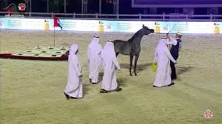 N.89 AL ARYAM ATAB - UAE National Championship 2020 - Fillies 2 Years Old (Class 2B)