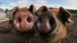 Pigs Oinking Through Ultra Wide Angle Lens, Ireland