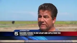 Cattle Fever Tick Draining Rancher&rsquo;s Profits