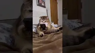 Даже коты бояться мам. Автор видео: @hopeveinard Смешнной коммент.