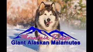Life With Malamute&rsquo;s - Alaskan Malamute  Adventures