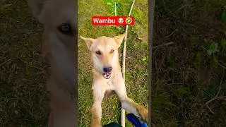 &ldquo;When Wambu the dog meets funny music 😂🐶🎶&rdquo;#shorts #youtubeshorts  #funny #comedy #pets #viralvideo