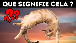 9 comportements &eacute;tranges des chats expliqu&eacute;s : ce qu'ils signifient vraiment?