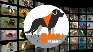 Guau Planet Los secretos m&aacute;s sorprendentes de los perros 🐶