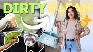 HOW I KEEP A HOUSE FULL OF PETS SPARKLING CLEAN 😁🫧