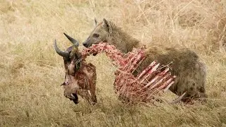 Amazing newborn Wildebeet Escape From Hyena Hunt, The power of mother Animals