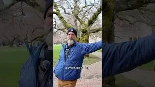 How to Tell Spring Has Starter in Seattle, Washy #arboristing #trees
