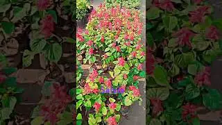 Salvia plant flowers #love #phalphoolaursabjiyaindoorplants