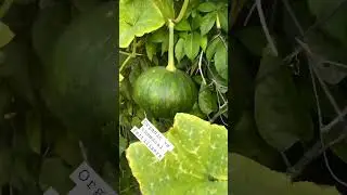 Organic vs chemical fertilizers