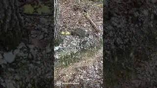 Hiking cat likes to throw rocks along the trail!