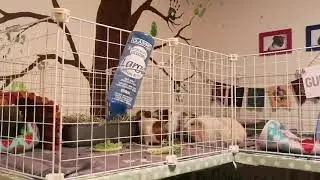 'Rumblestrut' 'Popcorn' Bar chewing & excited/dominant behaviour