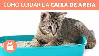 CUIDADOS B&Aacute;SICOS com a CAIXA de AREIA de um GATO 🐱 (Tipos de Areia e Limpeza)