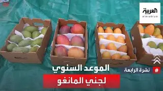 جازان.. الموعد السنوي لجني المانغو يبدأ