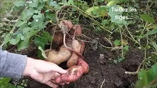 25- R&eacute;colte de la patate douce: quand et comment faire ?