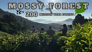 Inside 200 Million Years Old Forest in Malaysia | Mossy Forest | মালয়েশিয়ার সবচেয়ে পুরনো জঙ্গলে