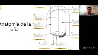 Anatom&iacute;a de la u&ntilde;a | ABC manos y pies La Academia