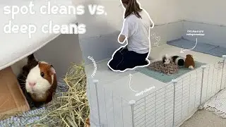 SPOT CLEANS VS. DEEP CLEANS FOR GUINEA PIGS | The Rundown