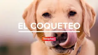 Beaphar Canishield. Aseg&uacute;rate de que a tu perro solo le pique el amor.
