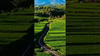 Rice field Bali