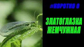#КОРОТКО о Златоглазка жемчужная (Chrysopa perla)