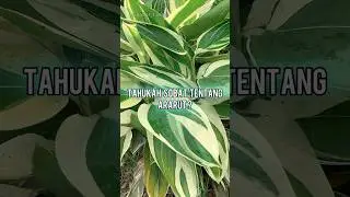Tahukah Anda tentang Ararut? #daun #variegata #Umbi #Garut #fakta #info #viral #shorts #sobat_tanam