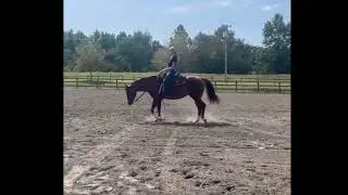 Sandy 2022 AQHA/APHA mare 