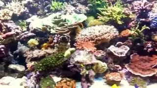 Akwarium Morskie Rafowe 3000 litr&oacute;w Argus Aquarium Design&Garden 695 80 70 66