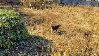 晴れた日の午後散歩に出て.. 気持ちが良くてひとり散歩して.. イノコヅチを沢山つけて.. ヨウシュヤマゴボウの紫色の実を踏んで帰って来た猫…【さっちゃんとおばあちゃんの散歩・1134日目】・・・