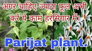 हरसिंगार में अभी कुछ काम करके और खाद डालकर आप पूरी सर्दी ज्यादा फ़ूल ले सकते हैं/Parijat /Fertilizer