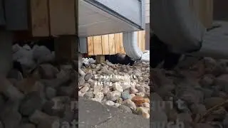 Impressive escape, Husky breaks out of the fenced in yard.