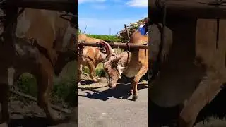 Bullock Bullockcart racing video