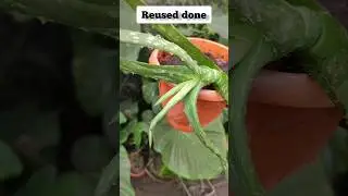 How to propagate a big aloe Vera offset #propagation #shorts #howto #howtopropagate #aloevera