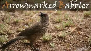 Arrowmarked Babbler Bird Call In The Kruger National Park- Babbling Noise | Stories Of The Kruger