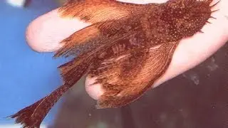 Acistrus Plecostomous Red Marble, Super Red, Long fin and normal fin Bushy Nose