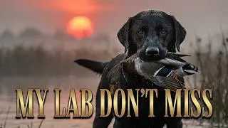 &ldquo;My Lab Don&rsquo;t Miss&rdquo;