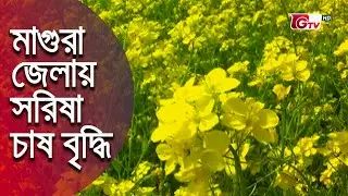 মাগুরা জেলায় সরিষা চাষ বৃদ্ধি | Mustard Cultivation In Bangladesh | Sobuj Bangla