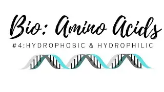 MCAT  BIO 1A Video # 4  Amino Acids  Hydrophilic and Hydrophobic AAs