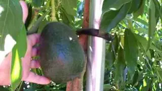avo holiday