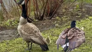 Geese parents hissing to protect their goslings