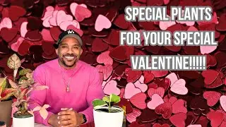 The Best Plants For Valentine's Day!!!!!!! Care Tips And Tricks For You Special Plant Lovers!